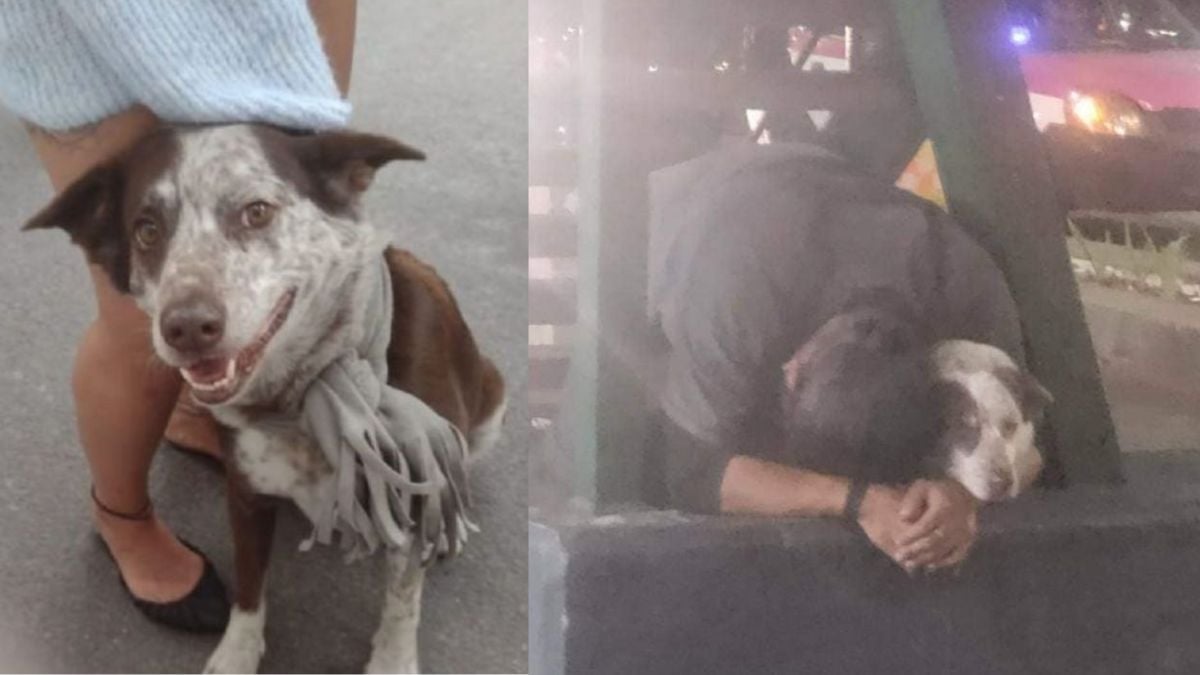 Roban a perrito guía que vivía con hombre en situación de calle