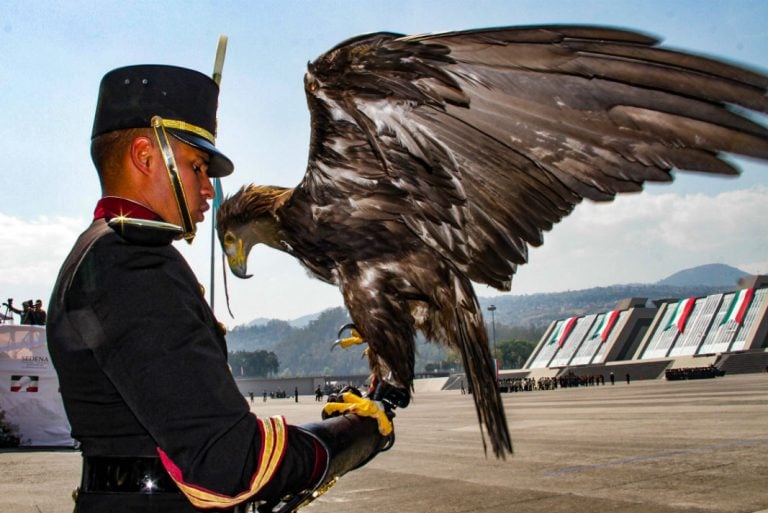 Aguila real mexicana