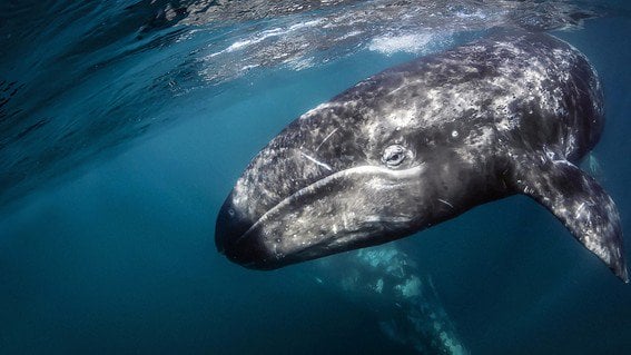 Ballena gris Ballena gris