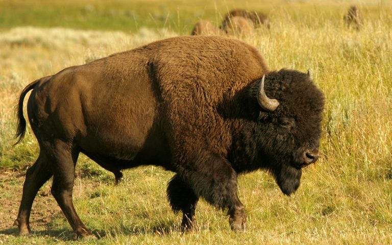 Bisonte americao Bisonte americao