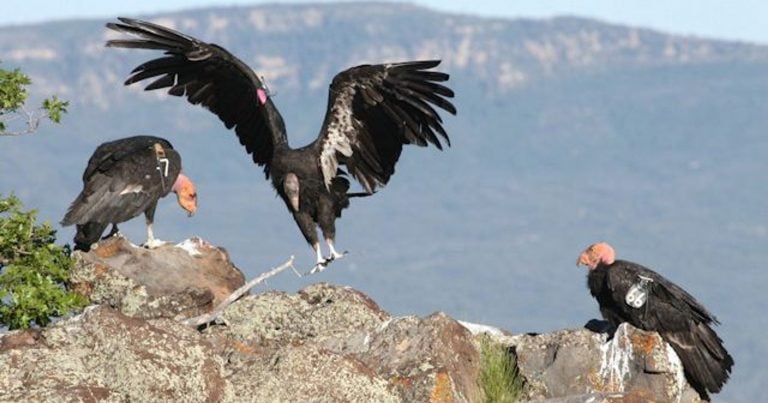 Condor californiano