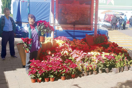 Flor de nochebuena china