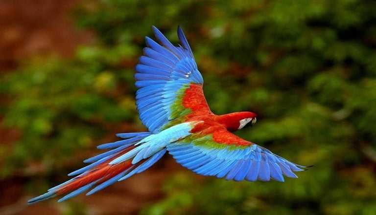 Guacamaya Roja