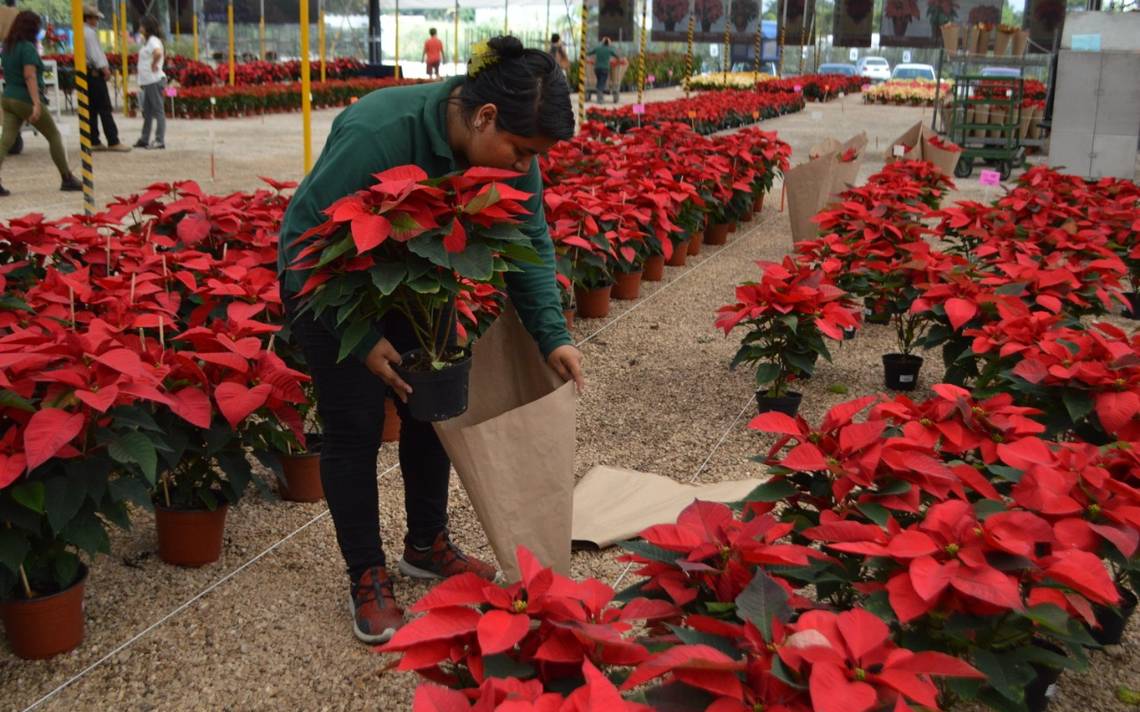 Datos que quizá no conocías sobre la Nochebuena; la flor decembrina mexicana  | Quinto Poder