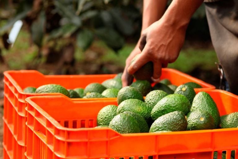Aguacate Aguacate