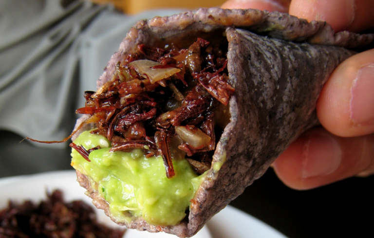 Chapulines Chapulines