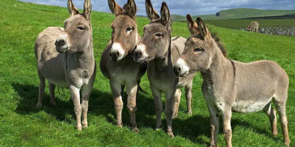 Grupo de burros