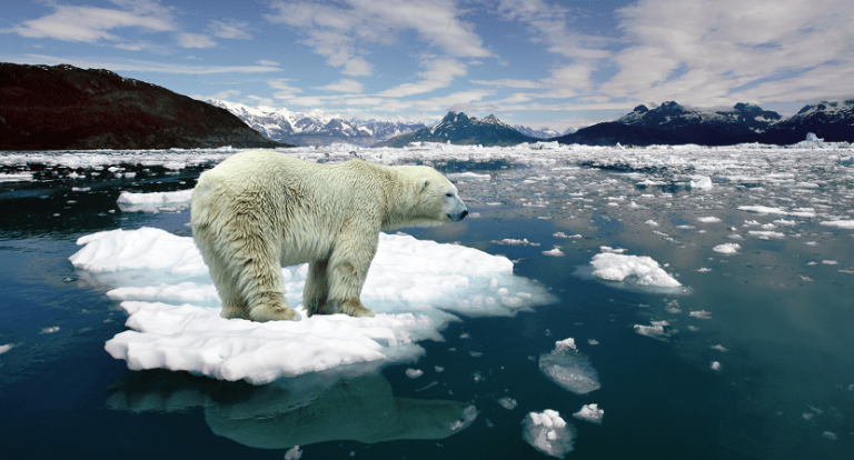 Oso polar y deshielo ártico