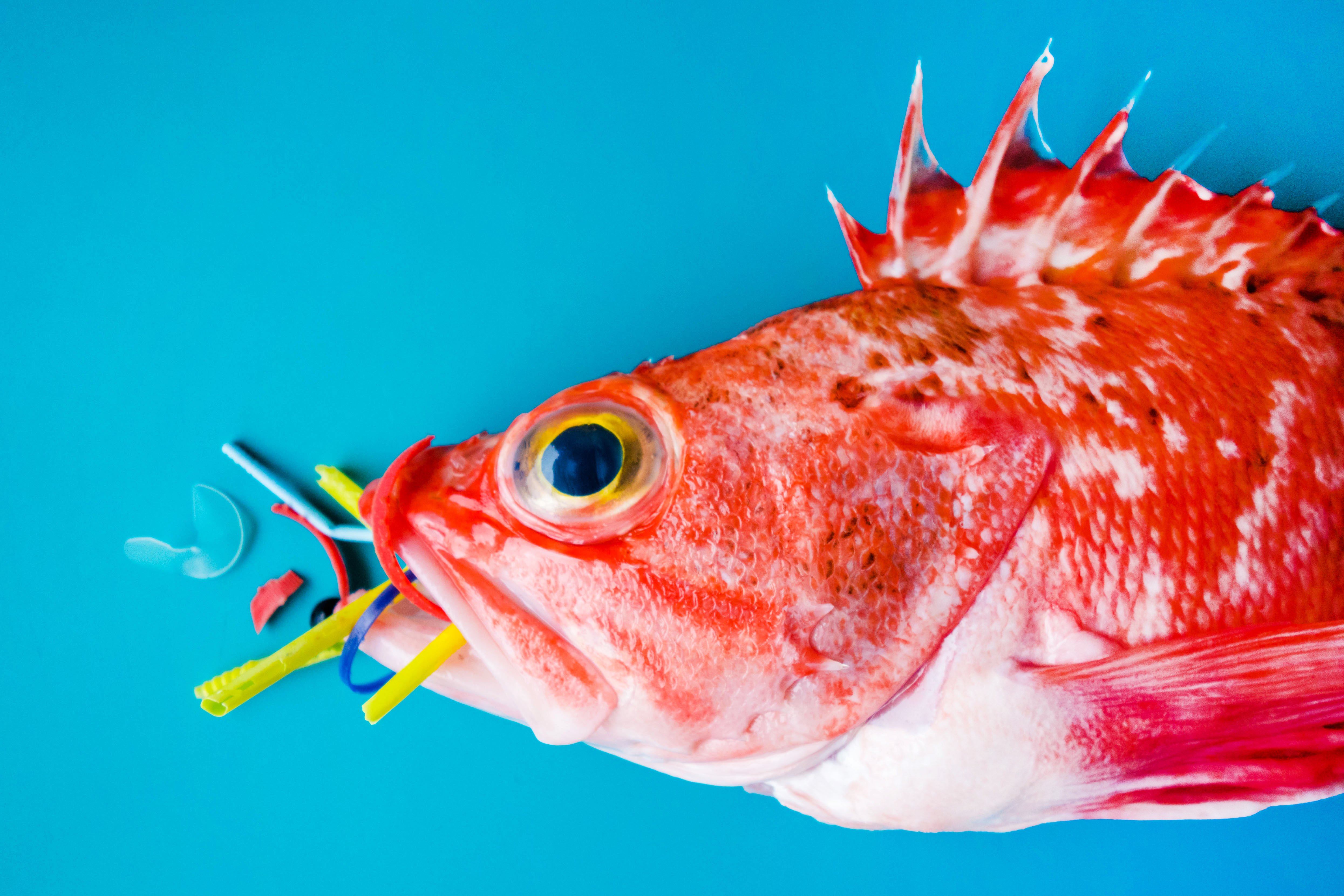 shutterstock_1455133403 shutterstock_1455133403