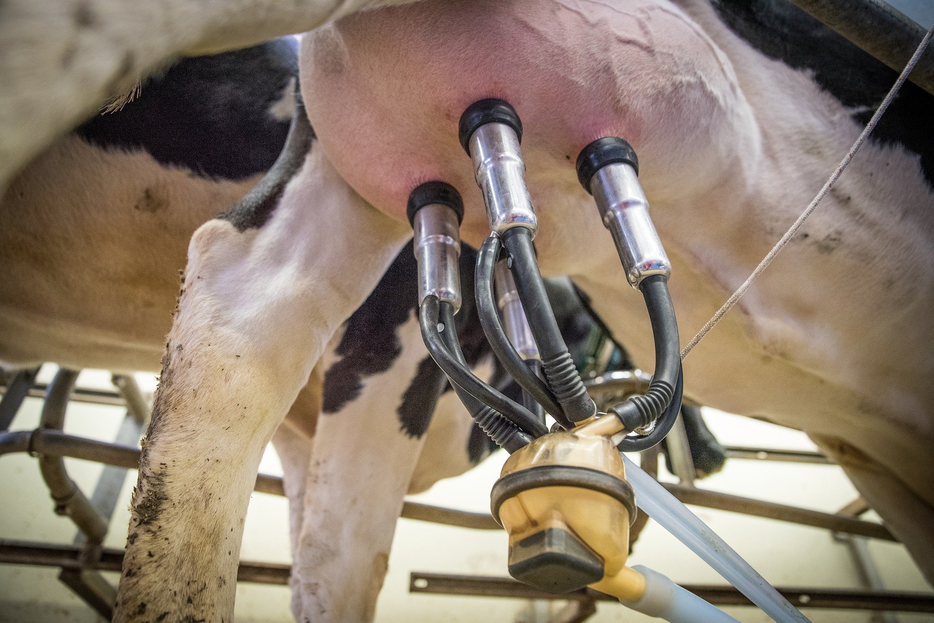 milk-3455395_1920 milk-3455395_1920