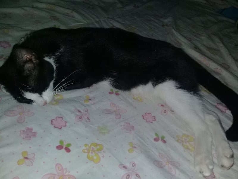 Tiene un gato llamado Michu Tiene un gato llamado Michu