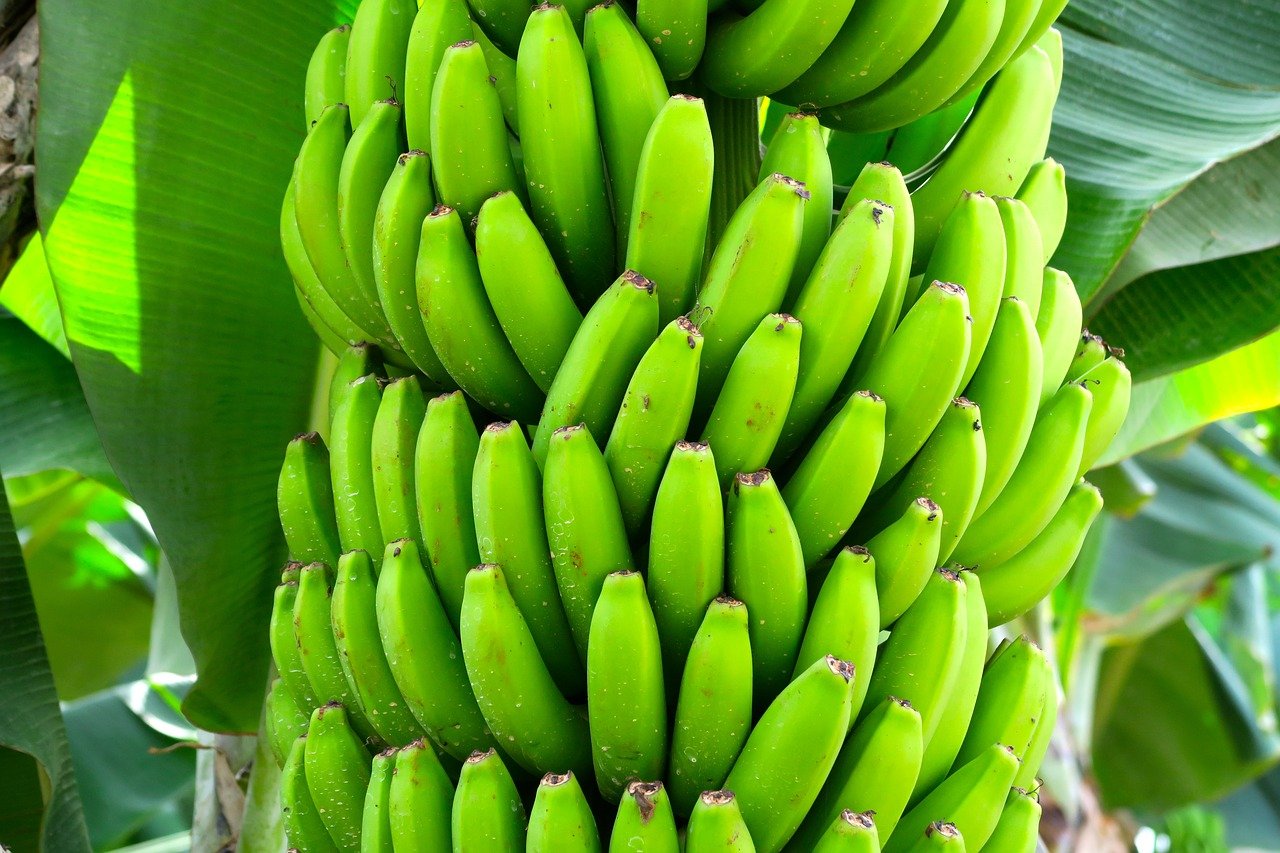 bananas-1822914_1280 bananas-1822914_1280