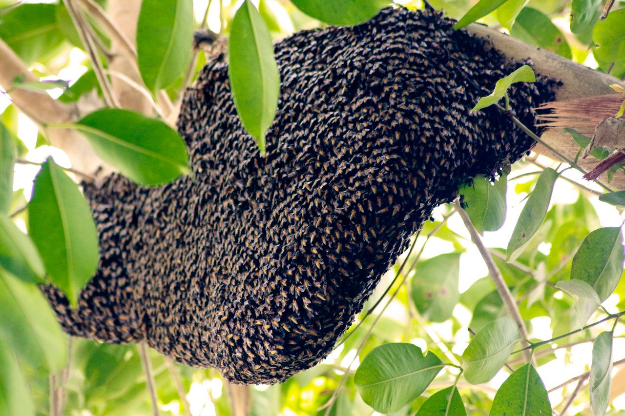 bee-hive-tree-daylight-nature-insect-1419136-pxhere.com