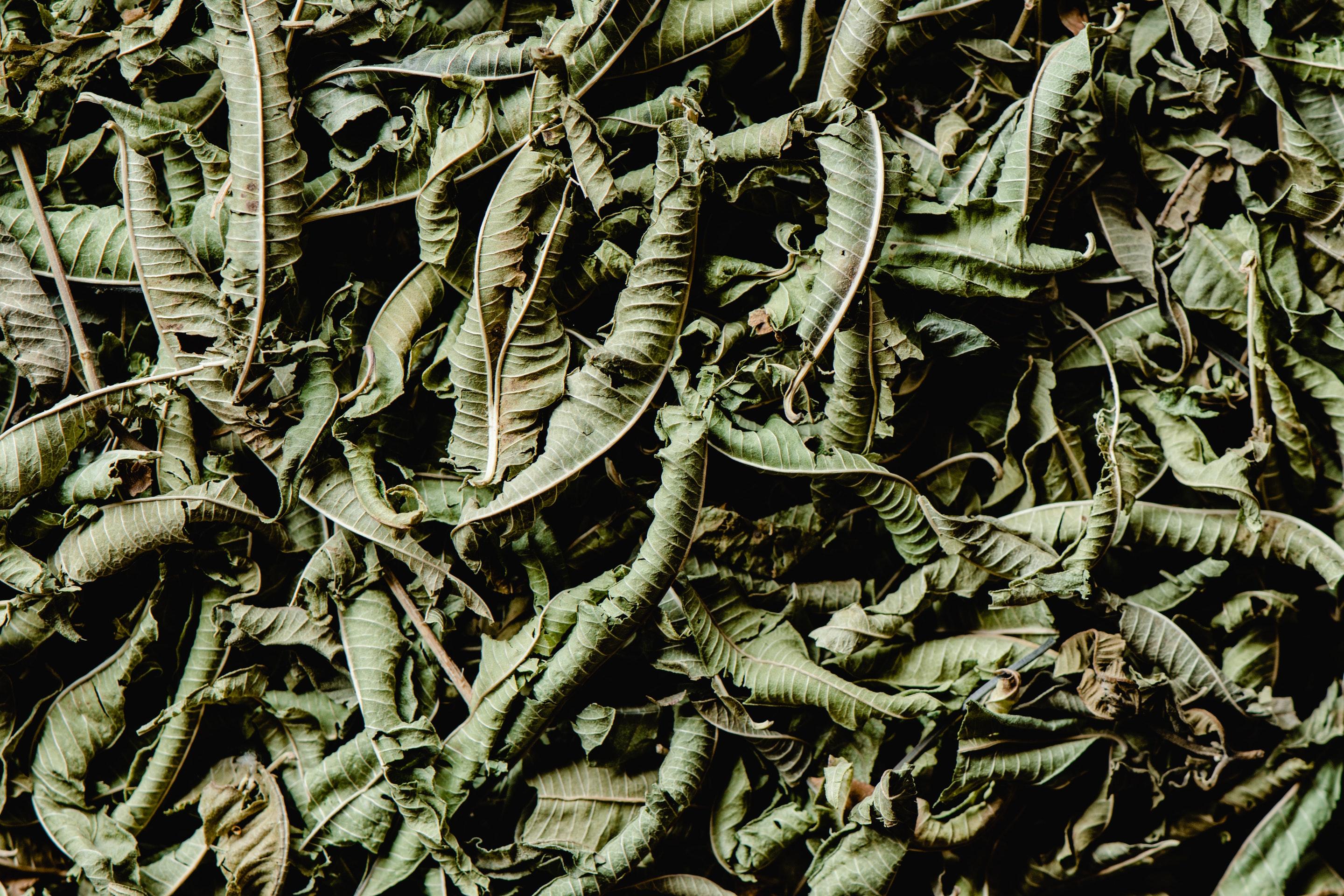 La hoja de aguacate sus usos medicinales y terapéuticos Quinto Poder