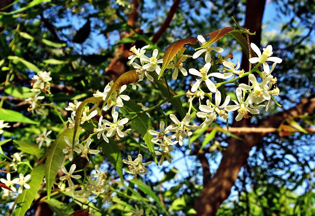 flower-2205653_1280Imagen de Bishnu Sarangi en Pixabay flower-2205653_1280Imagen de Bishnu Sarangi en Pixabay