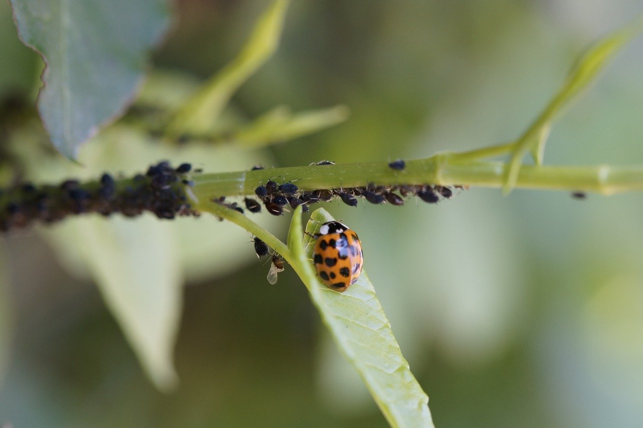 ladybug-3508203_1280Imagen de M W en Pixabay ladybug-3508203_1280Imagen de M W en Pixabay