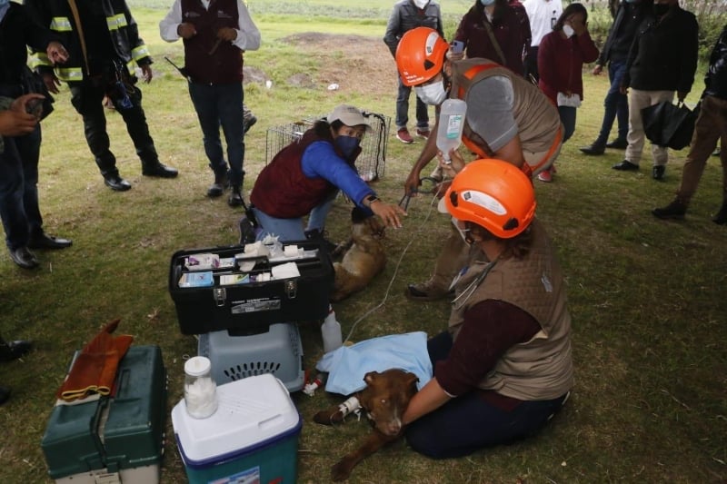 Lomito y Spay consiguieron salir con vida Lomito y Spay consiguieron salir con vida