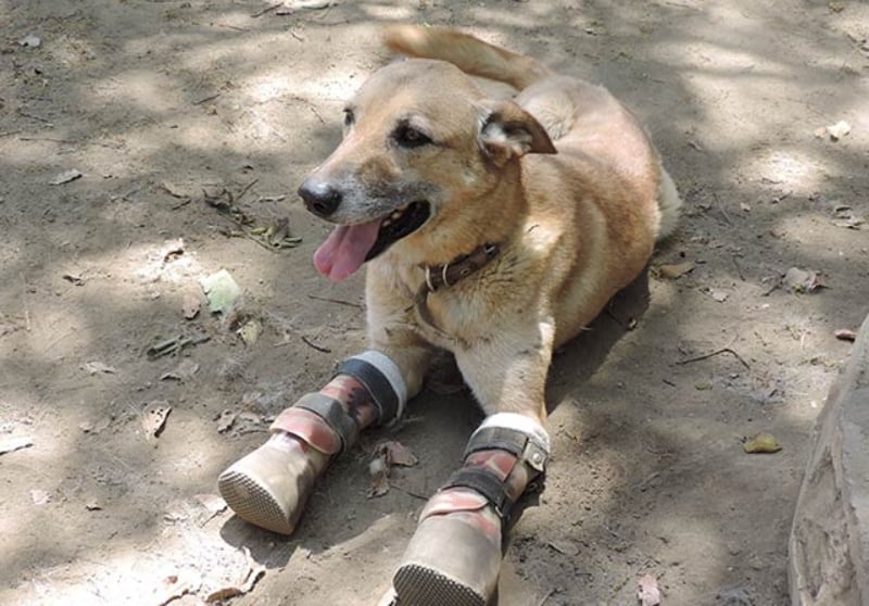 'Pay de Limón', perrito víctima de la delincuencia 'Pay de Limón', perrito víctima de la delincuencia