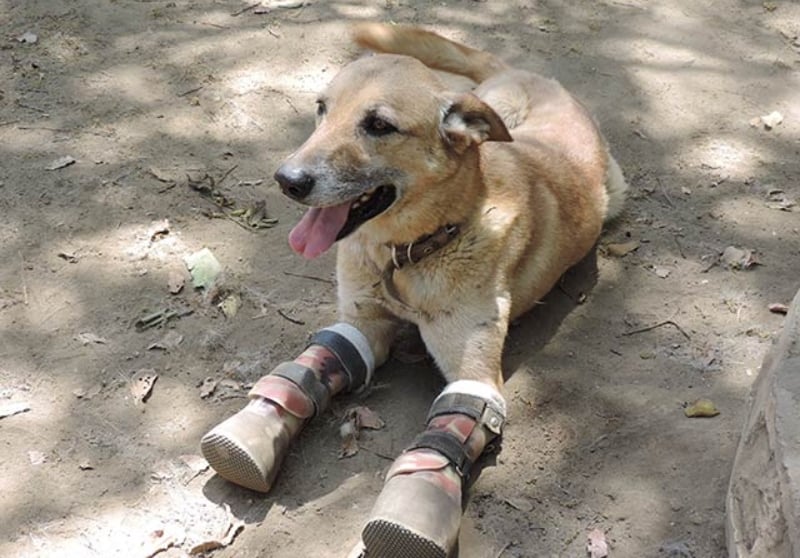 'Pay de Limón', perrito víctima de la delincuencia 