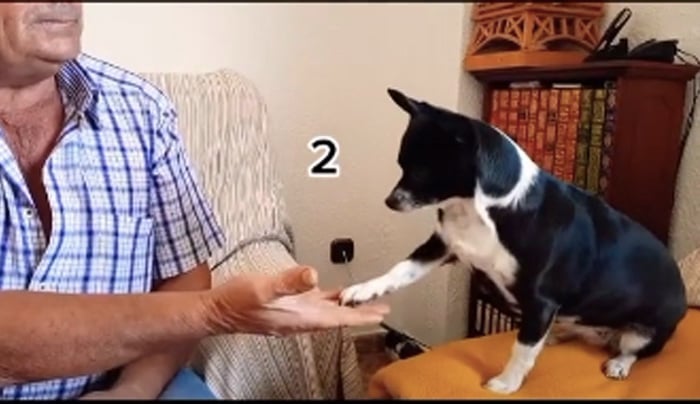 Perrita resuelve problemas matemáticos Perrita resuelve problemas matemáticos