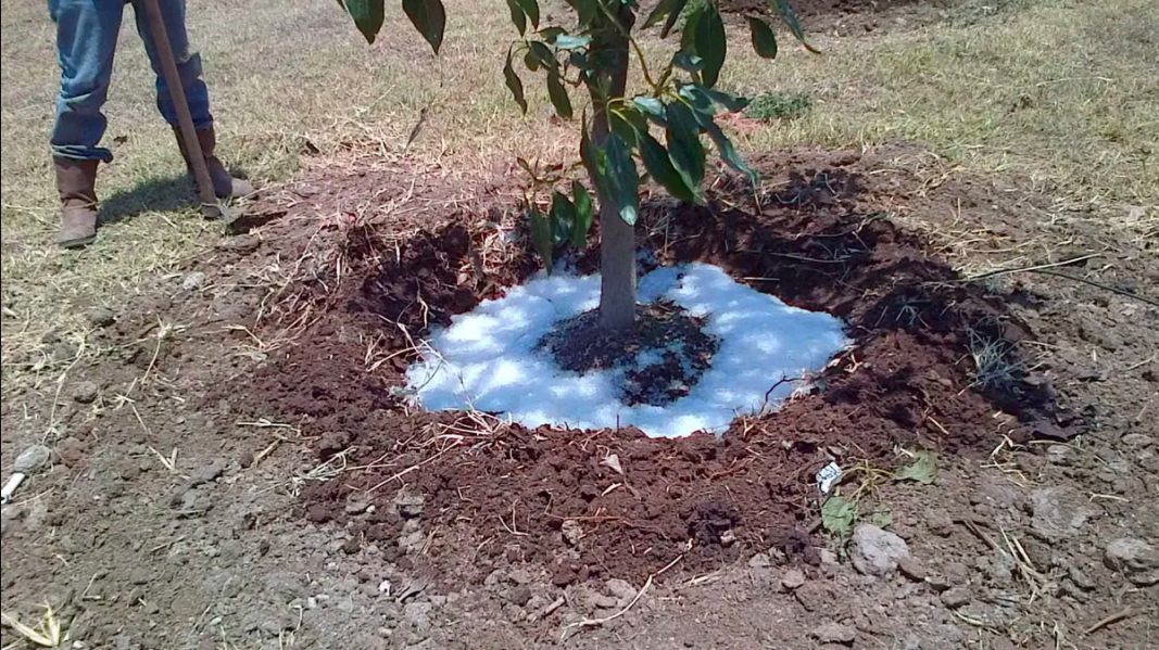 Lluvia solida aplicada en plantas