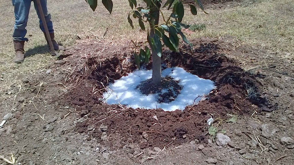 La Lluvia Sólida puede conservar agua hasta por 40 días La Lluvia Sólida puede conservar agua hasta por 40 días