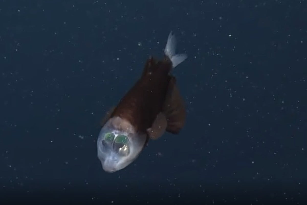 VIDEO Filman extraño pez con cabeza transparente y ojos tubulares VIDEO Filman extraño pez con cabeza transparente y ojos tubulares