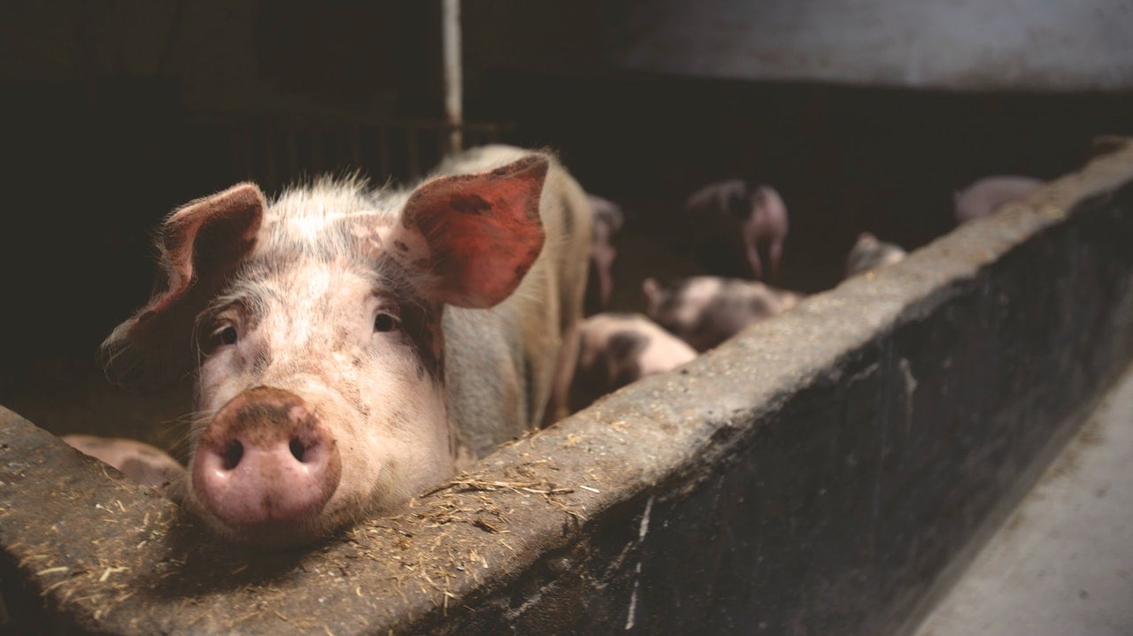 Carne de cerdo y colesterol: los mitos acerca de su consumo