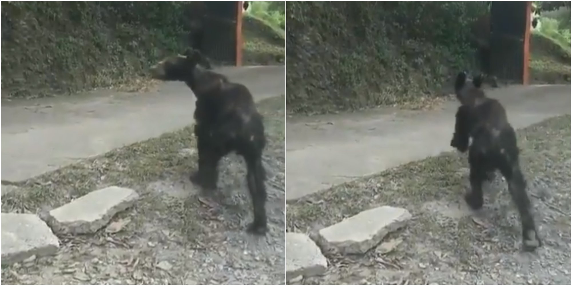 Video: Captan a oso negro desnutrido en calles de Nuevo León 