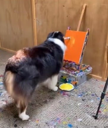 Secret, la perrita que toca el piano, pinta y dobla la ropa