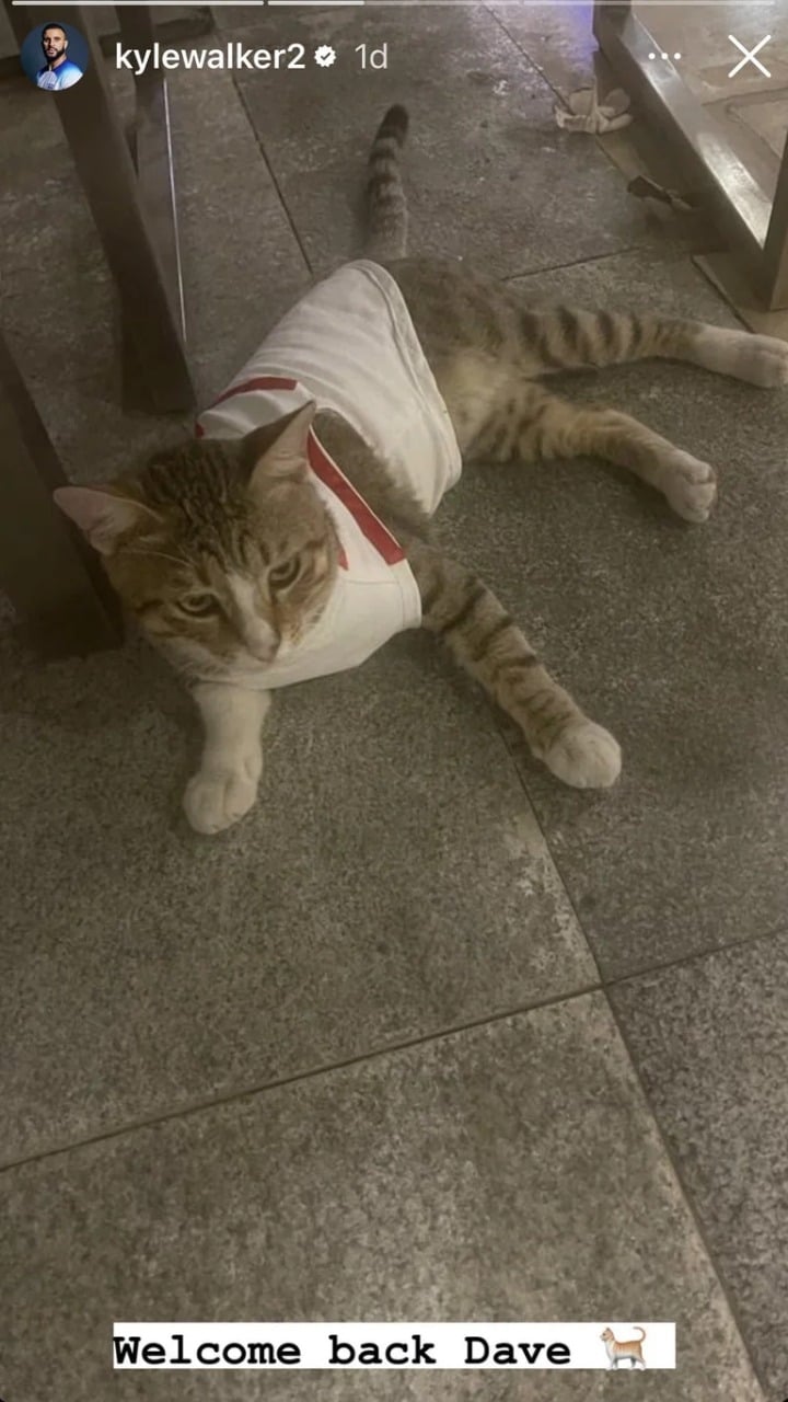 Qatar 2022: jugadores de Inglaterra adoptan gatito local