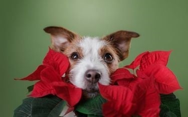 Nochebuena: ¿Por qué está flor es tóxica para tus mascotas?