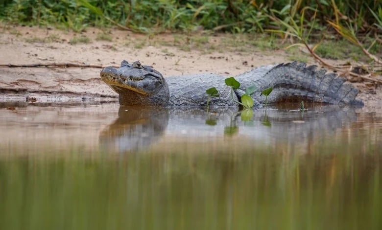 Cocodrilo devora hombre en Tabasco | Quinto Poder