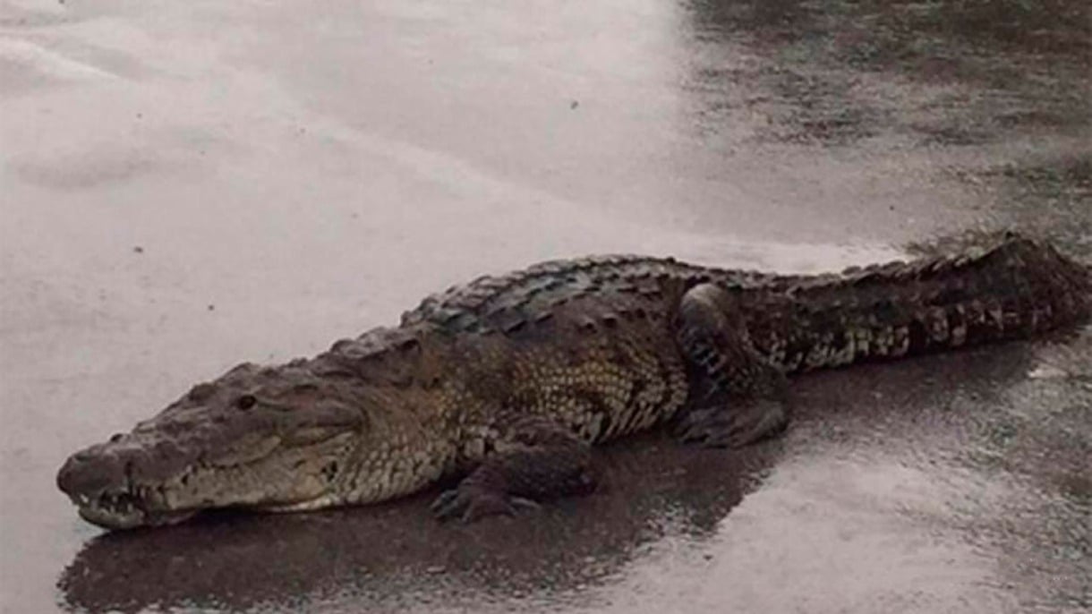 ¡Vacaciones de terror! Turistas son atacados por un cocodrilo en Puerto Vallarta