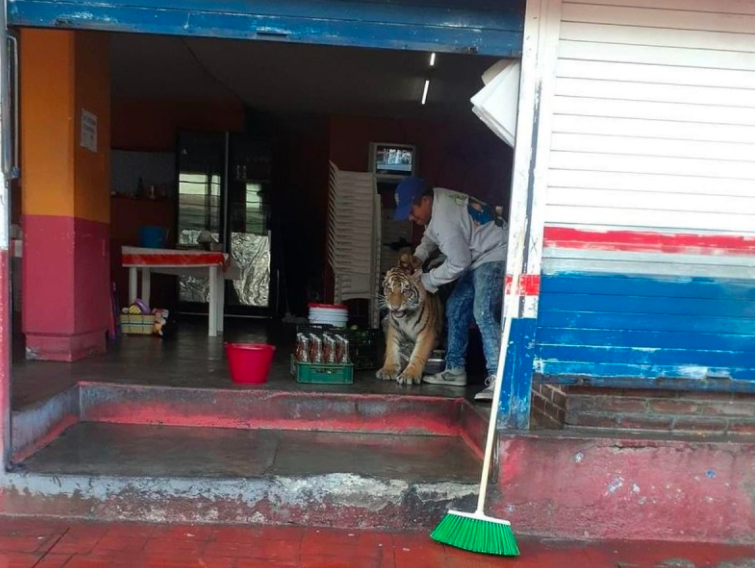 ¿cuántos Joven Tigre De Bengala Deambula En Calles De Hidalgo Y Termina En Una Taquería 