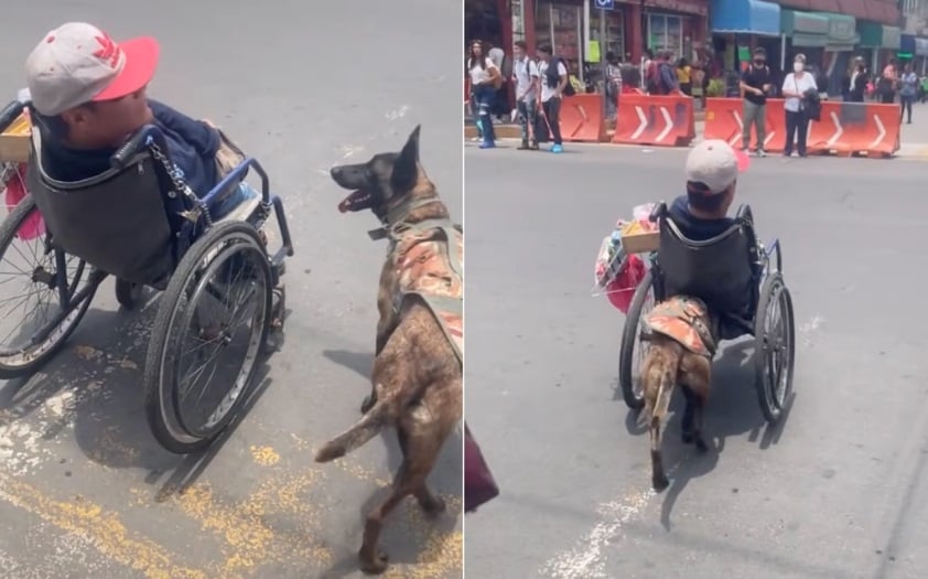 Perrito conmueve por empujar la silla de ruedas de su amo para cruzar las  calles de Ecatepec | VIDEO | Quinto Poder