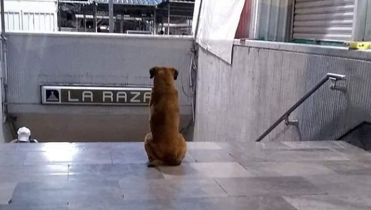 Encuentran al dueño de 'Hachiko de La Raza'; no estaba muerto ni lo