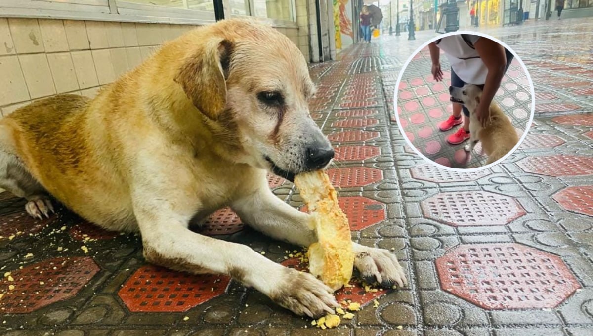 Perrito espera afuera de panadería