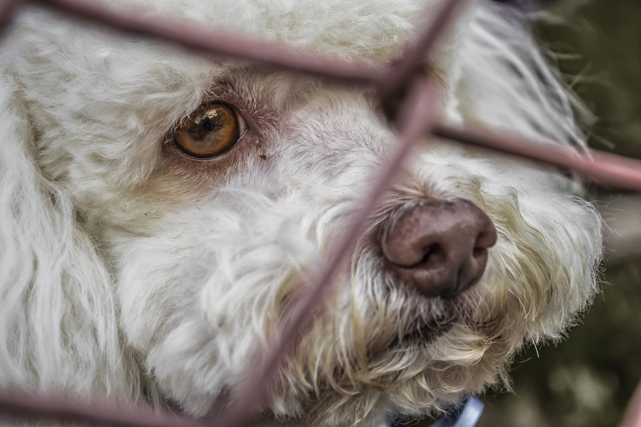 Aprueban castigar el maltrato animal en CDMX, estas serán las sanciones