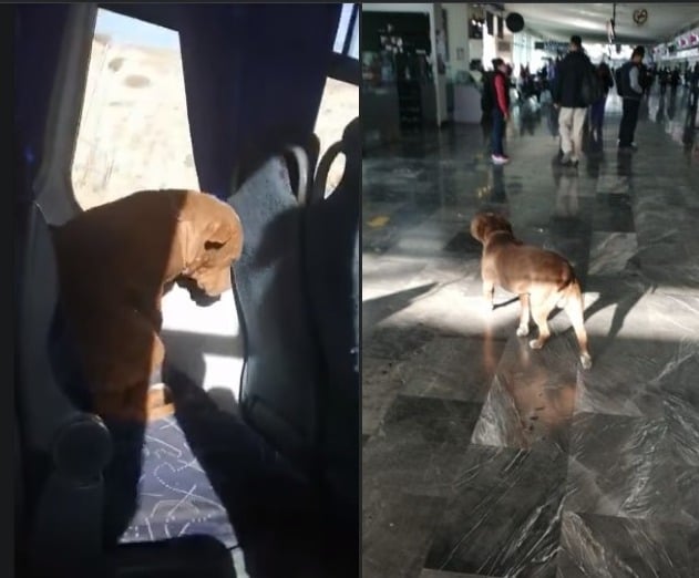 Perrito viaja solo en autobús hasta Pachuca