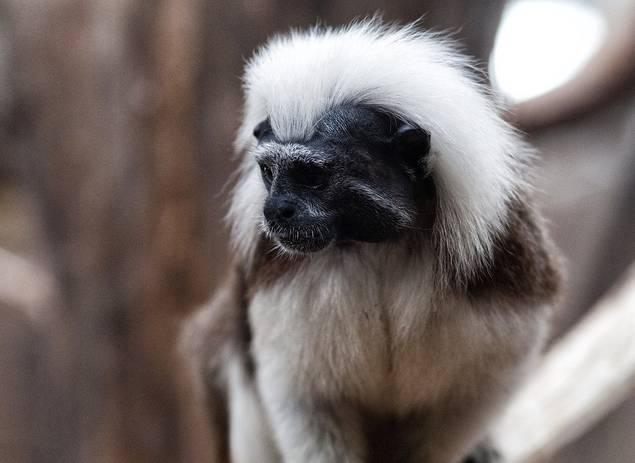 Desaparecen monos tamarindos, en zoológico de Dallas, policía investiga