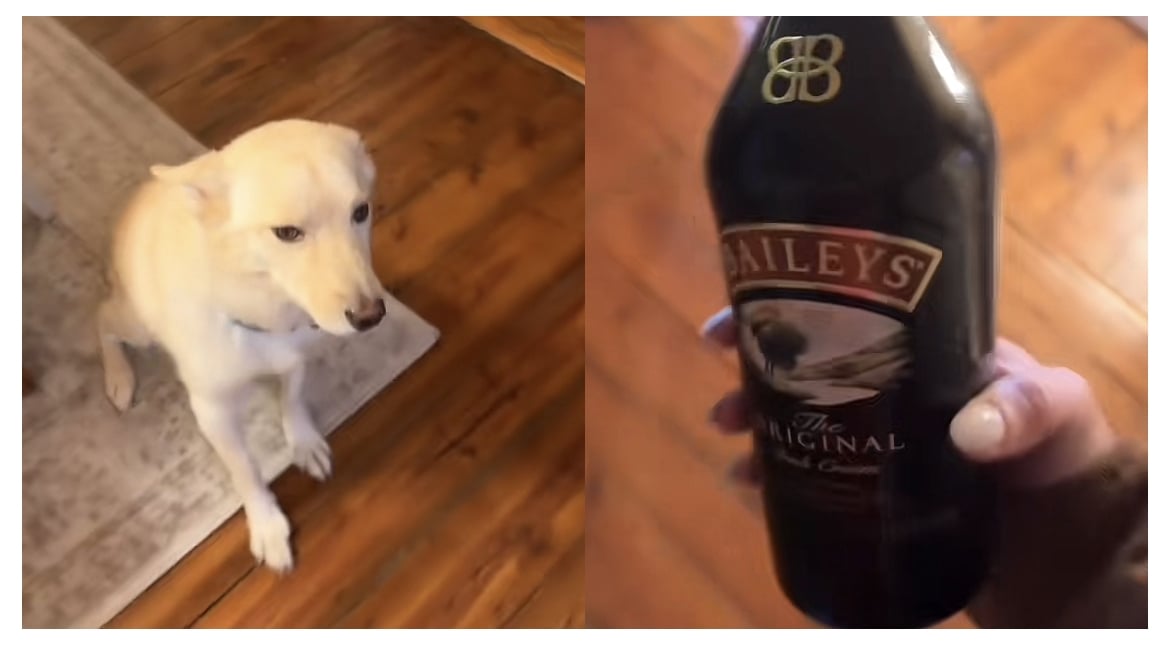 Perrito se toma dos botellas de alcohol y su dueña lo encuentra borracho
