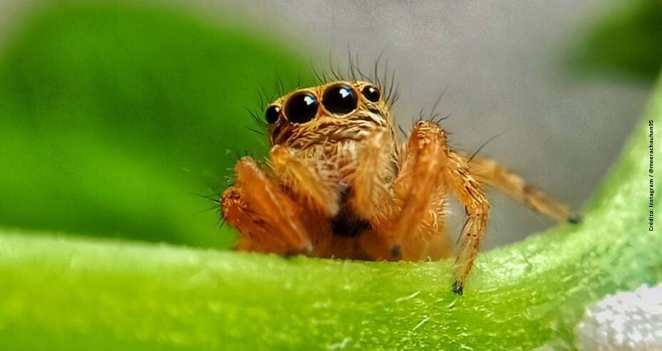 Araña chupasangre: ¿cómo identificarla y qué hacer si veo una?