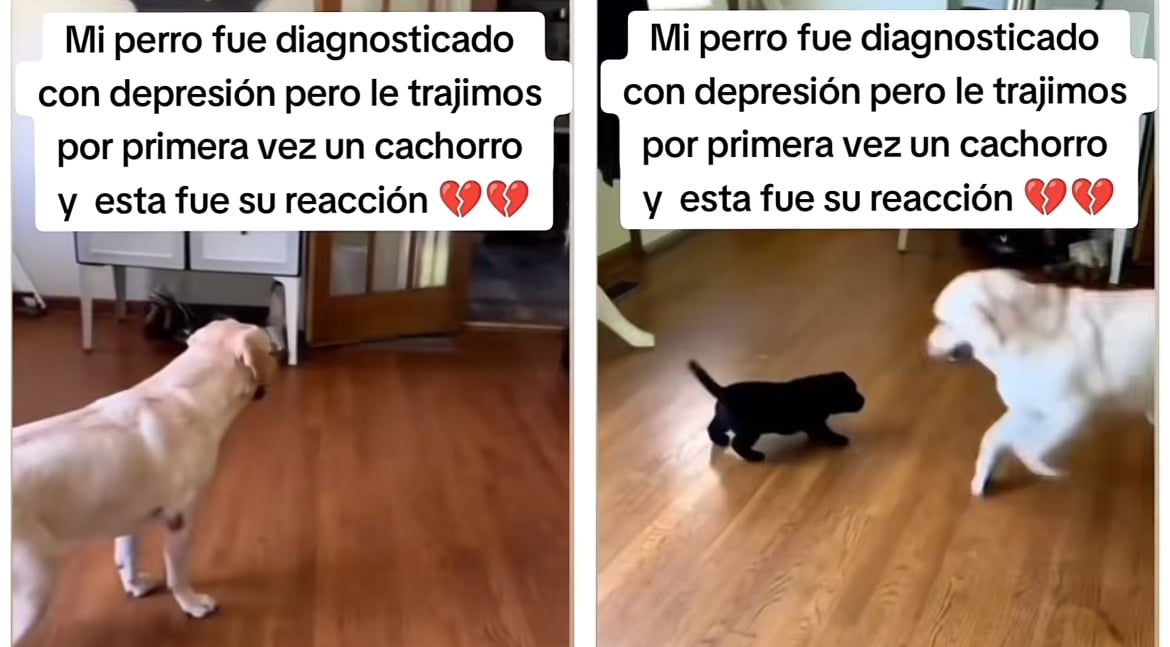 depresión perro meme