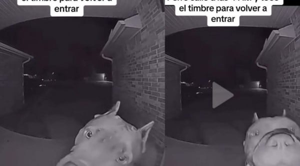 Facebook viral, Perro toca el timbre para que lo dejen entrar a su casa y  deslumbra a todos con su inteligencia, Estados Unidos, USA, Perros, Animales, Video, Fotos, REDES-SOCIALES