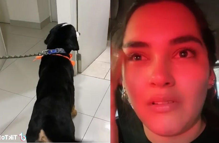 Llora por el nuevo corte de su perro: 'parece don Ramón'