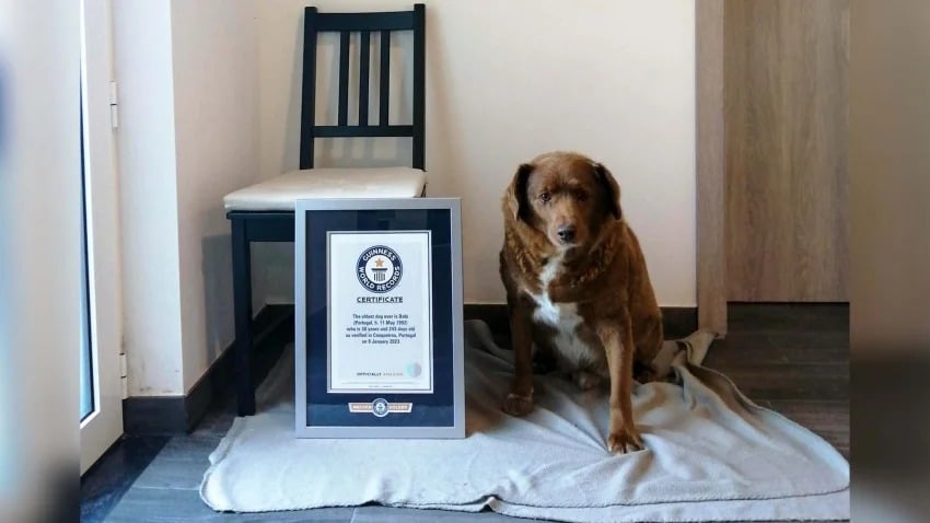 Nuevo récord Guiness del perrito más viejo del mundo