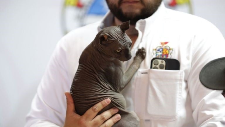 Buscan familia para ‘Mishicles’, el gato egipcio hallado en penal de Ciudad Juárez