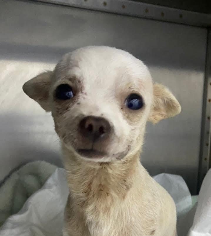 Muere Pincky, el perrito que resultó herido tras defender su casa de ladrones