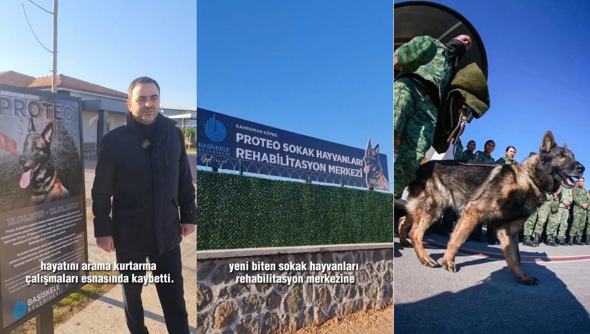 Turquía: Asilo de animales tendrá el nombre de Proteo, el perro rescatista
